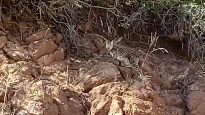 Tunceli'de nesli tükenme tehlikesi altında bulunan vaşak görüntülendi