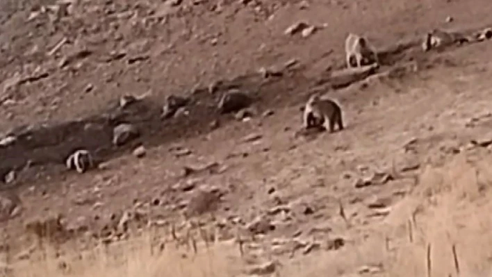 Tunceli'de acıkan 4 boz ayı ziyaretgaha indi