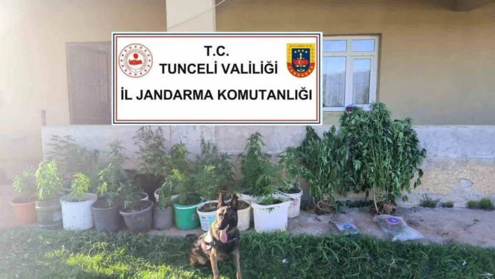 Tunceli'de uyuşturucu operasyonu: 2 tutuklama