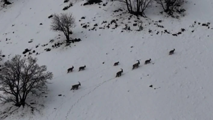 Tunceli'de vadilere inen yaban keçileri görüntülendi