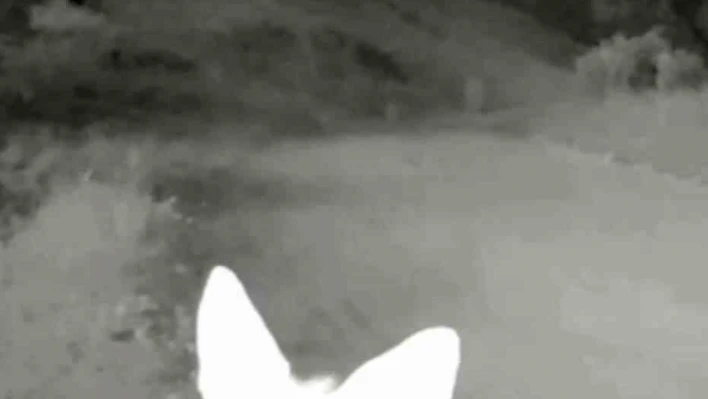 Tunceli'de yaban hayatı kameraya yansıdı