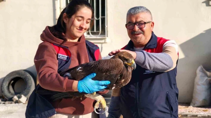 Tunceli'de yaralı halde bulunan kartal, tedavi altına alındı