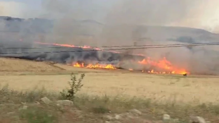 Tunceli'de yıldırım ekili alana isabet etti, yüzlerce dönüm buğday kül oldu