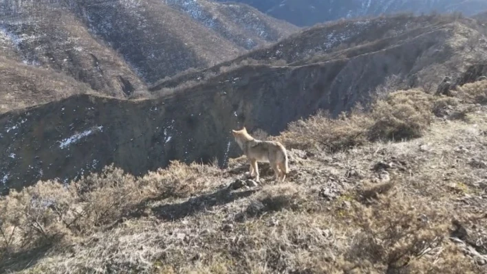 Tunceli Munzur Vadisi'nde yiyecek arayan kurt dron ile görüntülendi