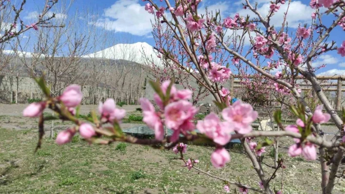 Türkiye'nin çatısı olarak nitelendirilen Ağrı Dağı eteklerinde meyve bahçesi ile turistleri bekliyor