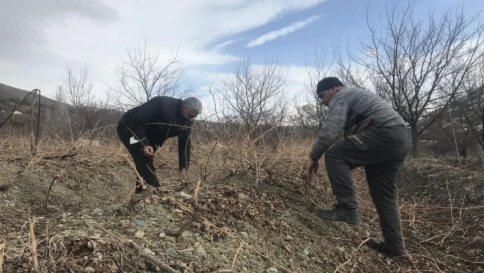 Üzüm bağlarında ilkbahar bakımı