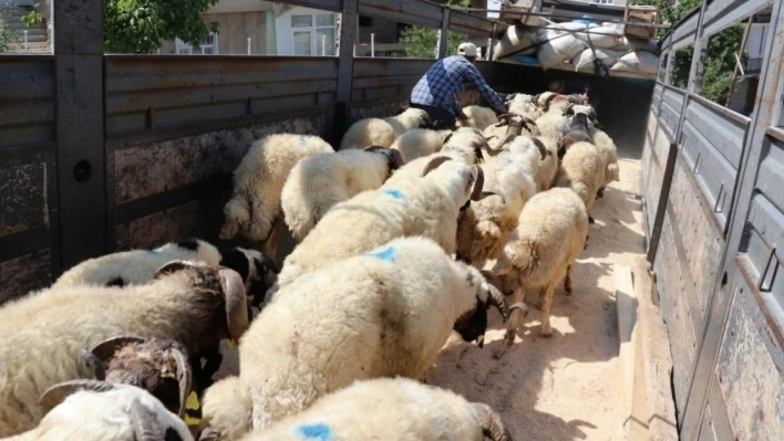 Van'da 58 bin kurbanlık hayvan sevk edilmeye hazır