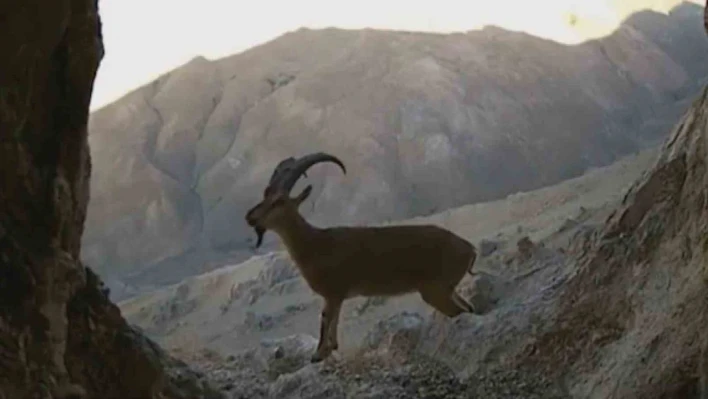 Van'da nesli tehlikede olan yaban keçileri fotokapana takıldı