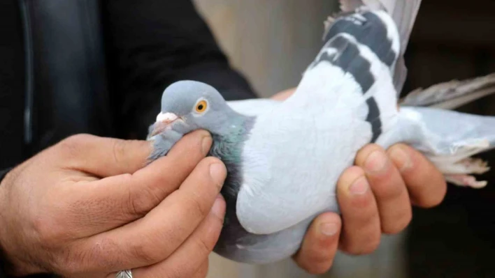 Vazgeçilmeyen bir tutku, saatlerce yanlarında bekliyorlar