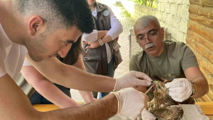 Yaralı bulunan şahin tedavi altına alındı