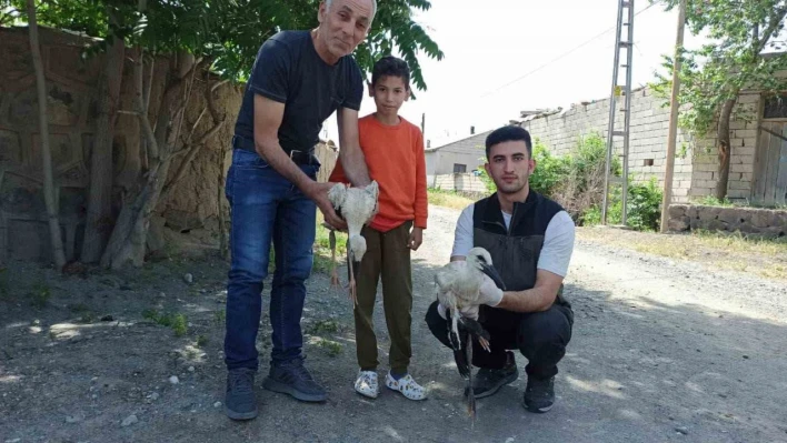 Yaralı bulunan yavru leylekler tedavi altına alındı