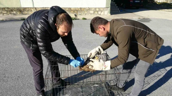 Yaralı ve hasta şahini Milli Parklar'a teslim ettiler