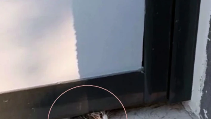 Yaramaz kedi kapının altına sıkıştı