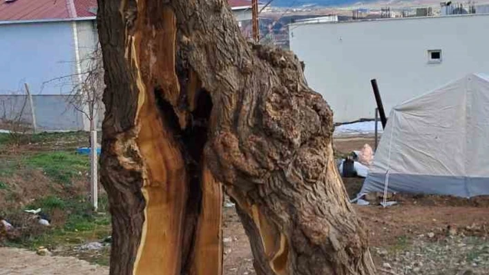 Yaşanan depremde ağaç ikiye bölündü