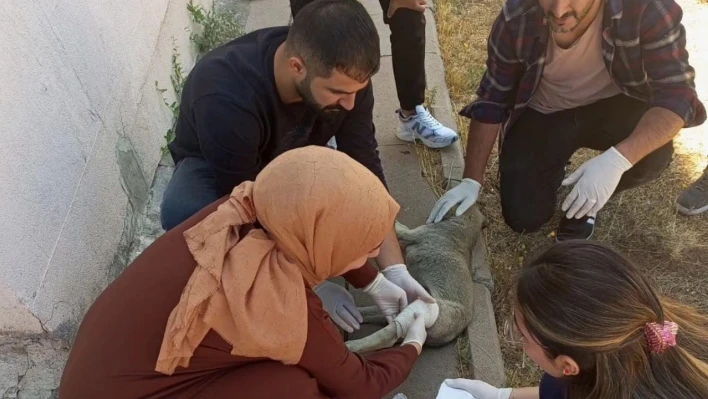 Yavru köpeği tedavi eden sağlık çalışanlarına başarı belgesi verildi