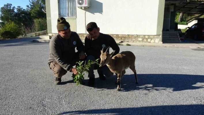 Yavru yaban keçisi, milli parkların maskotu oldu