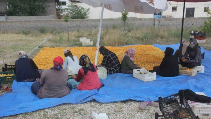 Yaz meyvesi 'kayısı' hasat sonrası kurutulup kışa hazırlanıyor