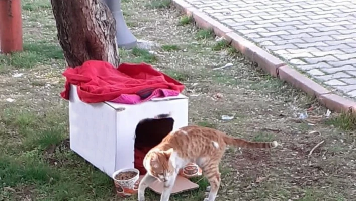 Yıkıntılar arasından gelen kediye kucak açtı