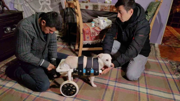 Yolda bulduğu engelli köpeği yaptığı düzenekle hayata bağladı