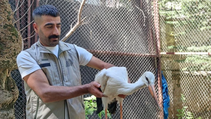 Yorgun ve bitkin halde bulunan yavru leylek tedavi altına alındı