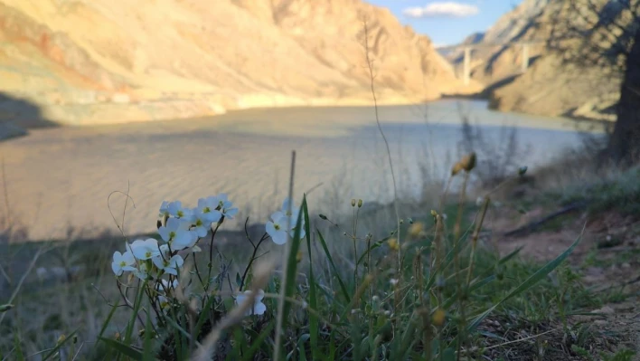 Yusufeli baraj suları, Erzurum sınırına dayandı