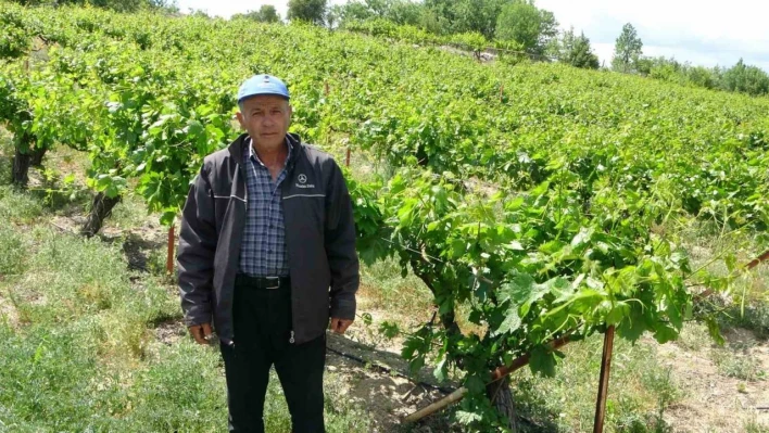 Zirai donun vurduğu tescilli 'köhnü' üzümünde umutlar yapraklarda