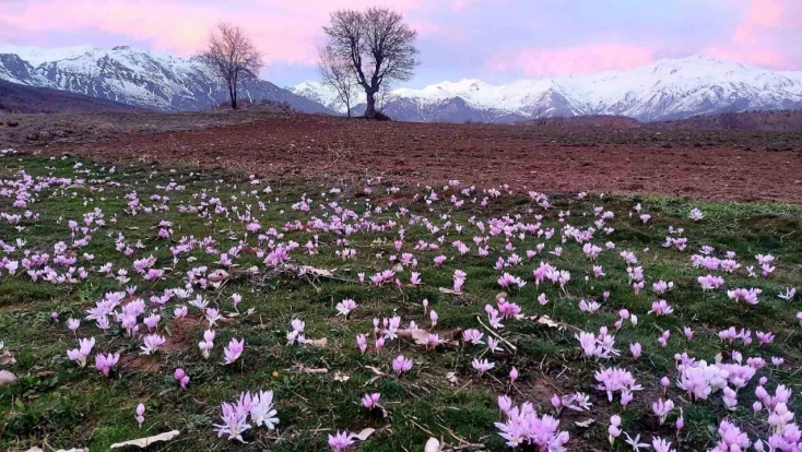 Elazığ'da baharın habercisi çiğdemler erken açtı
