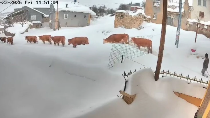 Malatya'da büyükbaş hayvanların karla mücadelesi görüntülendi