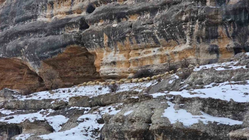 Bin 600 rakımda sürülerin yolculuğu kamerada