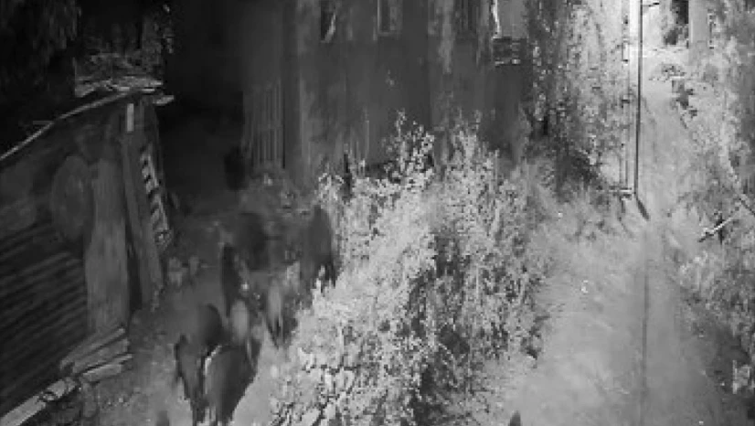 Elazığ'da aç kalan domuz sürüsü bahçeye dadandı