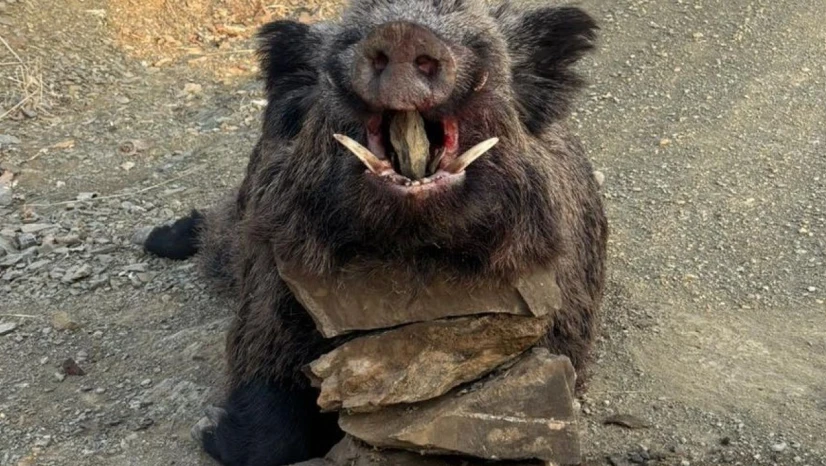 Elazığ'da avcılar 200 kiloluk domuz avladı