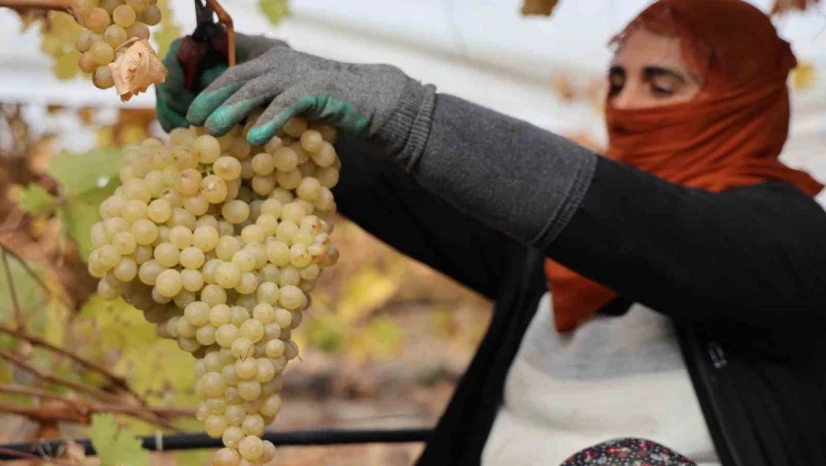 Elazığ'da donun vurduğu üzümde rekolte yüzde 80 düştü