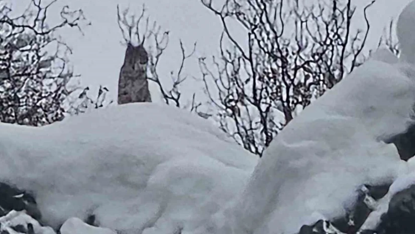 Elazığ'da koruma altındaki vaşak görüntülendi