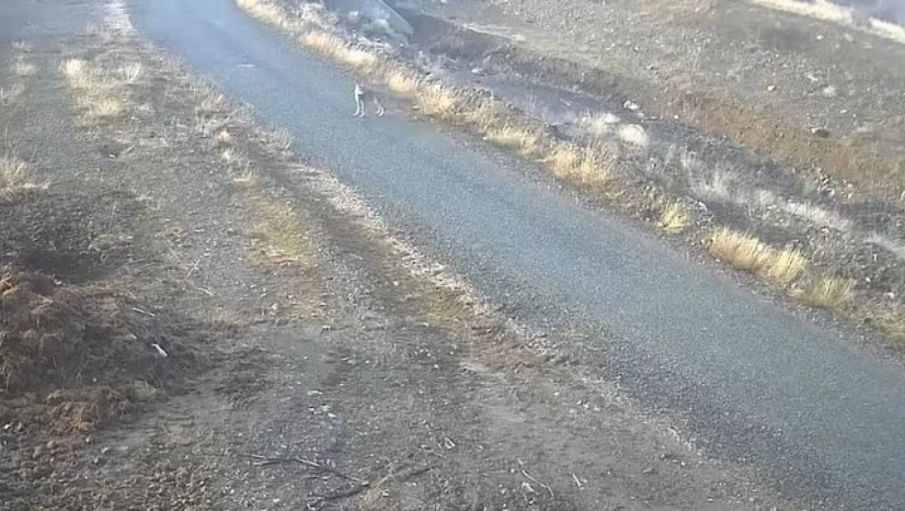 Elazığ'da mezraya inen kurt görüntülendi
