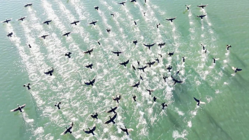 Elazığ'da soğuk havada doğanın sessiz misafirleri kara bataklar