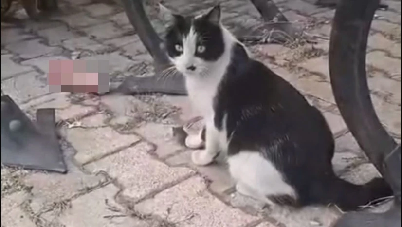 Elazığ'da yakaladığı fareyle oynayan kedi kamerada
