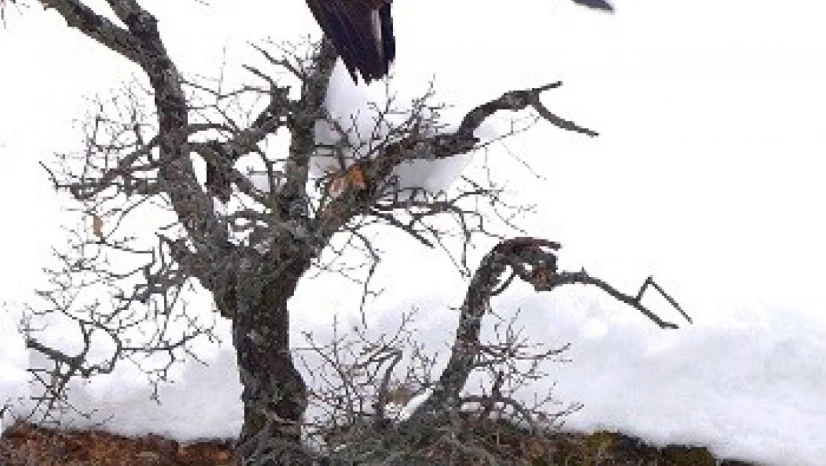 Karganın kartal ile tehlikeli oyunu kamerada