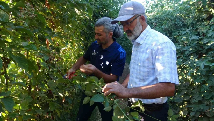 Malatya'da bitkisel üretim çeşitliliğinde üzümsü meyvelerin üretimi yaygınlaşıyor