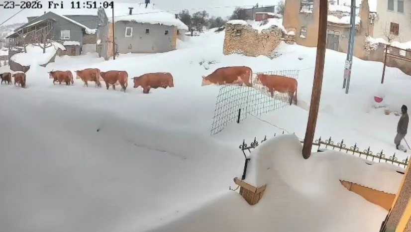 Malatya'da büyükbaş hayvanların karla mücadelesi görüntülendi