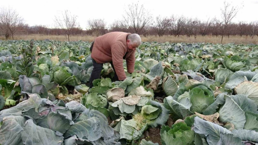 Malatya'da çiftçiler alternatif ürünlerle zararlarını telefi ediyor
