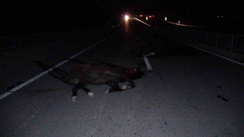Malatya'da feci olay: Milyonluk taylar karayolunda telef oldu