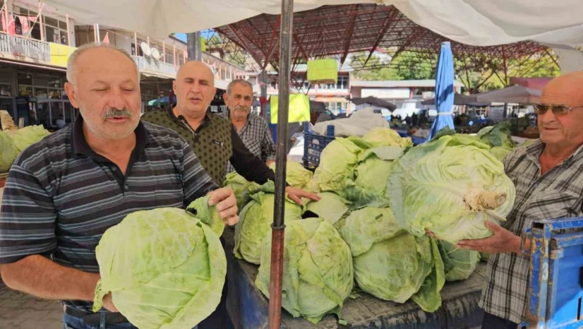 Malatya'da Gökyar lahanasında hasat zamanı