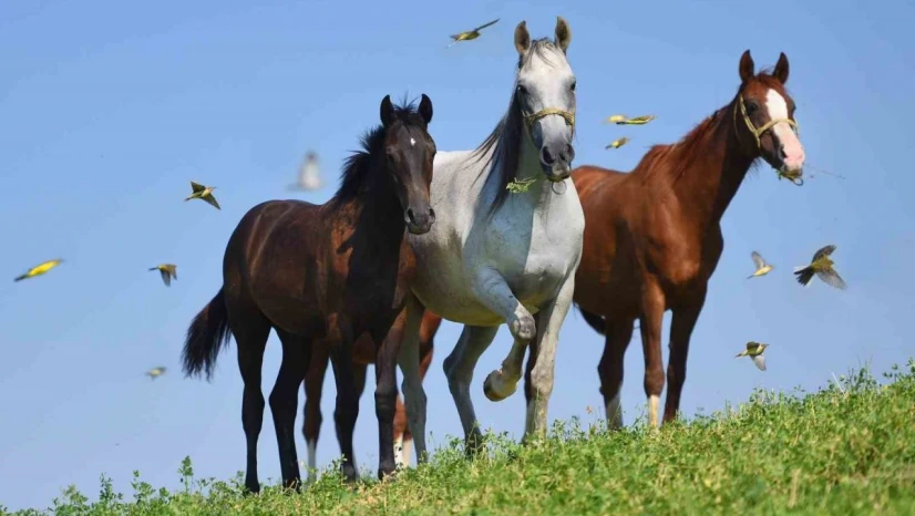 Milyonluk taylar görücüye çıkmaya hazırlanıyor