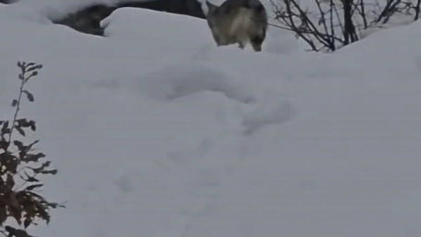 Pülümür Vadisi'nde yiyecek arayan kurt kamerada