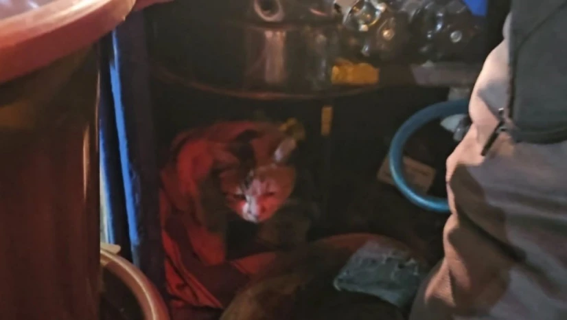 Sokak kedisine üşümesin diye kestane kazanının yanında bakıyor