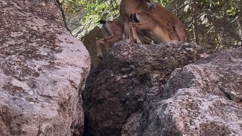 Tunceli'de dağ keçileri yerleşim yerlerine kadar indi