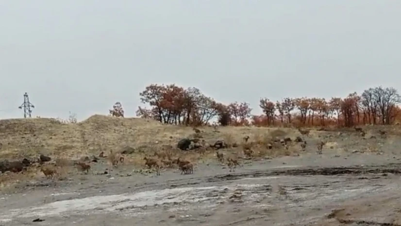 Tunceli'de dağ keçisi sürüsü görüntülendi