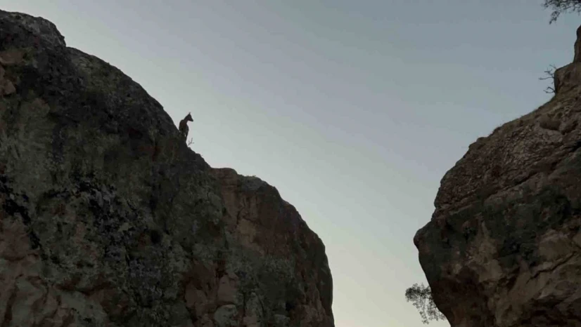 Tunceli'de koruma altındaki dağ keçileri görüntülendi