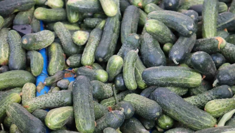 Vatandaş pahalı bulsa da almaktan vazgeçemiyor