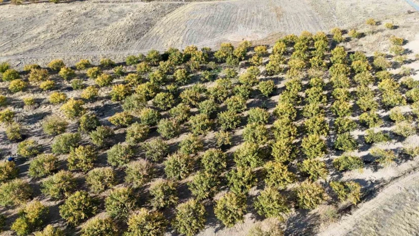 Zirai dondan etkilenen kayısı ağaçları gelecek yıl için umut veriyor